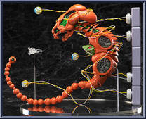Dobkeradops (R-Type)