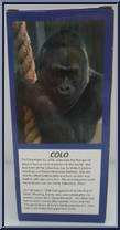 Jack Hanna from Jack Hanna - Bobblehead manufactured by Unknown [Back]