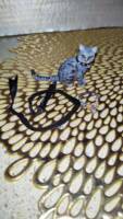 Catwoman (Patience Phillips) (Marvel Legends) Custom Action Figure