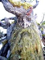 Treebeard (Lord of the Rings) Custom Action Figure