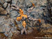 Alien Cyborg (Original) Custom Action Figure
