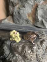 Gaznazh warg raider and  armored mount (Lord of the Rings) Custom Action Figure