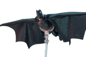 Batman with Cape - Batman Begins (Movie Masters) Custom Action Figure