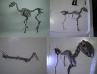 Caretaker's Horse - Ghost Rider Movie (Ghost Rider) Custom Action Figure