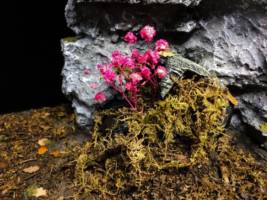 Flowers Blooming in a Barrel (Original) Custom Diorama / Playset